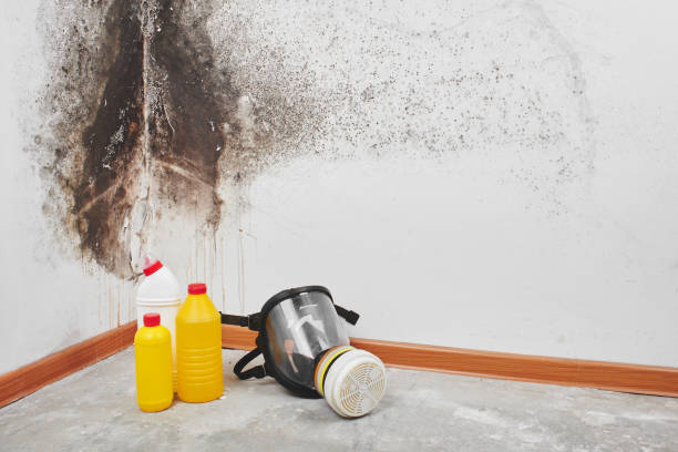 Best Residential Mold Removal  in Westport, NC