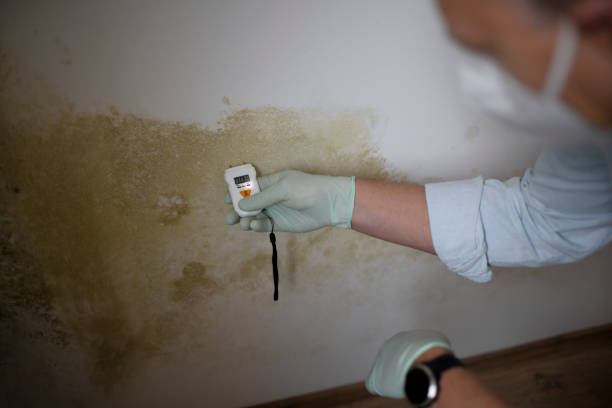 Best Residential Mold Removal  in Westport, NC