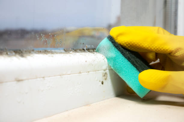 Best Crawl Space Mold Removal  in Westport, NC