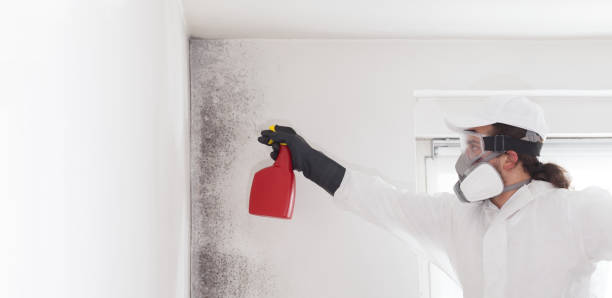 Attic Mold Removal in Westport, NC