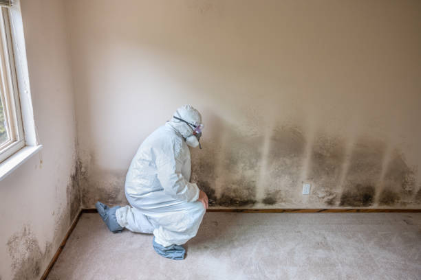 Best Black Mold Removal  in Westport, NC