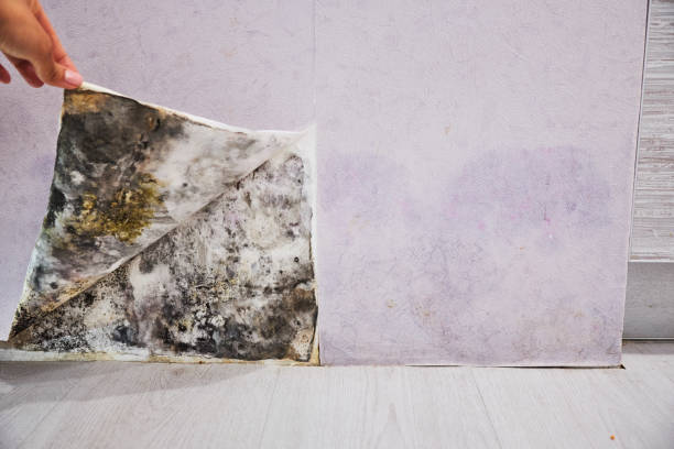 Best Local Mold Removal Service  in Westport, NC